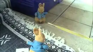 Rabbits Boxing