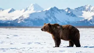 Nature & Wildlife of ALASKA | Relaxing Piano | 4K UHD