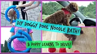DIY| DOGGY POOL NOODLE BATH! (+ POPPY LEARNED HOW TO DRIVE!)