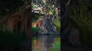 Beautiful tigers 🐅. Fact : Every tiger has different masking. ❤