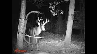 Great buck video, HUGE buck headed to the Rack Trap #deer #bucks #hunting