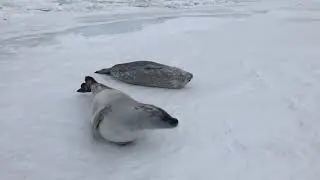 Seal Bites Another Seal's Hind Flippers While It was Sleeping - 1056192