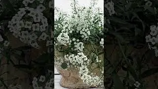 Cat Friendly Indoor Plants #cats #indoorplants #shorts #petsafe