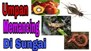 7 Jenis Umpan Memancing Di Sungai / Air Tawar
