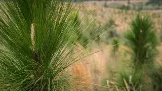 Conservation Outcomes Webinar:  Sustaining Southeastern Forests