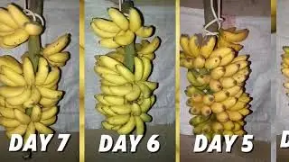 The banana fruit ripening process from fresh to fully ripe in 17 days.