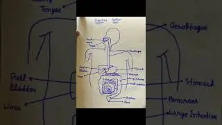 Easy to draw digestive system #Sahil study point #shortvideo