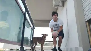 cane para la palla
