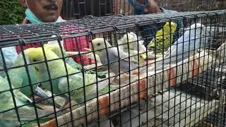 galife Street pet market halend bodri price koto?? 4600 pair!! ,29/08/2021/pakhider duniya me