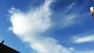 Huge winged 'cloud' overhead... took an hour to pass over!  October 11th 2022
