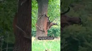 Почему олени сбрасывают рога каждый год?