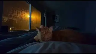 Rain Sounds for Sleep 🌧️ Sleeping with a Cat | 1 Hour Cozy Night《雨天晚上和貓一起睡｜雨聲白噪音助眠 1H》