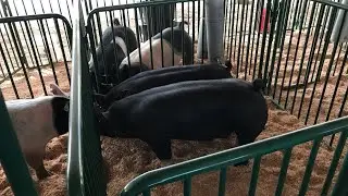 The pigs future home!  FFA 4H Pigs coming next month for a short stay.