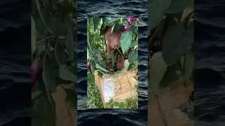 dasar anying🤣 #trendingshorts #animals #lucu #ytshorts