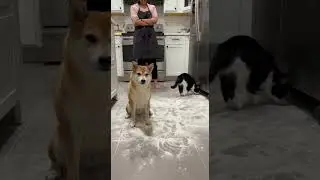 The Crime Scene Investigation nobody asked for. 🕵️&zwj;♂️🐾