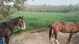 New horse video and beautiful dairy farm 🐎