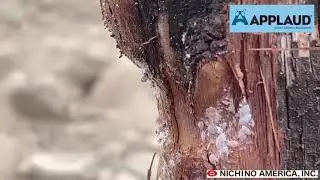 Monitoring for Vine Mealybug
