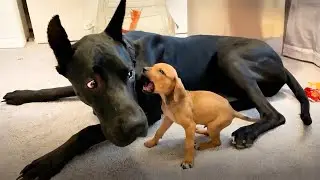 When Puppies Boss Around Big Dogs 🤣 Funniest Dog Videos Ever