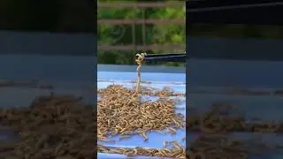#PlasticPollution #FungusFact #EcoScience #VigyanKiBaat #ReelScience #PlasticEatingFungus #Jankari