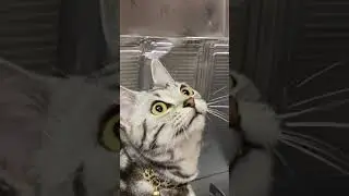 猫がカカカ、ケケケと鳴く！これが猫のクラッキング　#Shorts