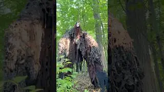 Went for a Hike and found this... WHAT IS IT?!?!?