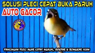 🔴Suara burung Pleci ini Ampuh memicu semua Pleci cepat Buka Paruh dan gacor #terapipleci