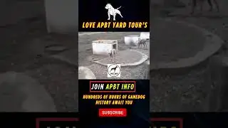 Inside the most legendary APBT game dog kennels on APBT INFO #pitbullhistory #gamedog #apbt