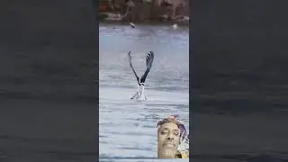 #ospreycam #birds #wildlife #nature #ospreys #photography #ospreyeurope #wildlifevision #swamiseva69