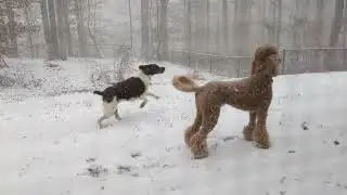 Snow! 🌨️  Poodle and Bird Dog Romp in the Rare Snow, Cats are Impressed! #dogs #dogsiblings #cute