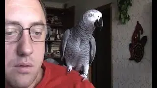 Разумно говорящая птица! Смешно и прикольно - Reasonably talking bird! Funny and fun