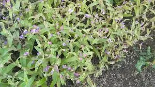 beautiful mountain wild grass | Sahyadri Mountains Grass