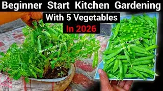 5 EASIEST VEGETABLES FOR BEGINNERS | START YOUR KITCHEN GARDEN NOW | NO EXPERIENCE NEEDED!