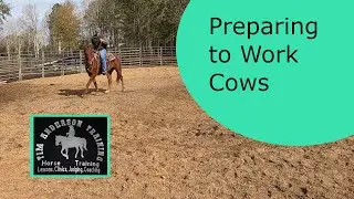 Cow horse basic training. Preparing to work cows