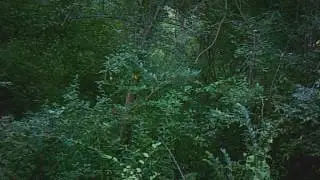 buck16