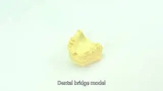 dental education model China High Quality Factory,dental models China customize,China Company,