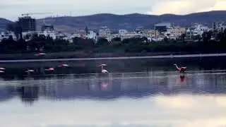 flamingo  near Larnaca airport Cyprus