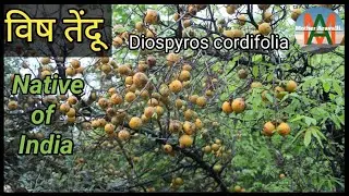 विषतेंदू, Diospyros cordifolia, Native tree of India