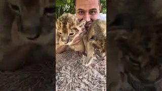 The Future of the Safari Queen #animal #animalfacts #lion #wildlife #zoo #conservation #nature