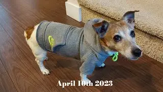 Outdoor activities with 12 years Jack Russell Terrier at off-leash dog park