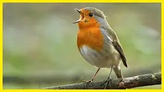 European Robin&rsquo;s Chirp: The Most Beautiful Bird Song Ever #birds #birdlovers #birdsong #birdsounds