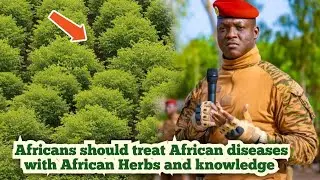 Shocking!😱 Ibrahim Traor&eacute; Is Turning Burkina Green With Millions Of Herbal Trees Planting.