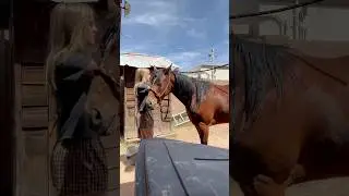 horsey morning routine #horsegirl #morningroutine #mule #westernhorse #westernlifestyle #farm