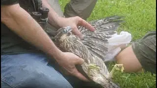 Peregrine falcon with missing wing feathers rescued from the river