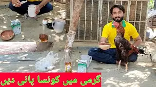 Best Drink For Birds In Summer