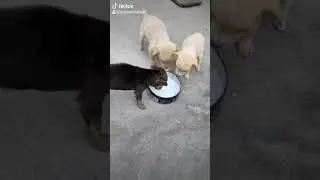 Be Kind to animal and they also need love and care ❤️