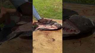 How to fillet a FISH - tautog