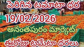 19/02/2026) Anantapur tomato market price in today