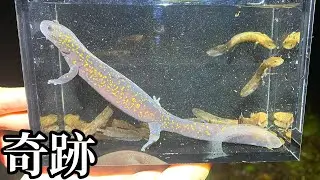 【サンショウウオ】渓流で紫色の輝きを発見しました。