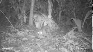 Belize Camera Traps: Paca
