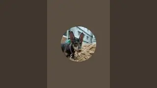 Street dog kuku  is live
